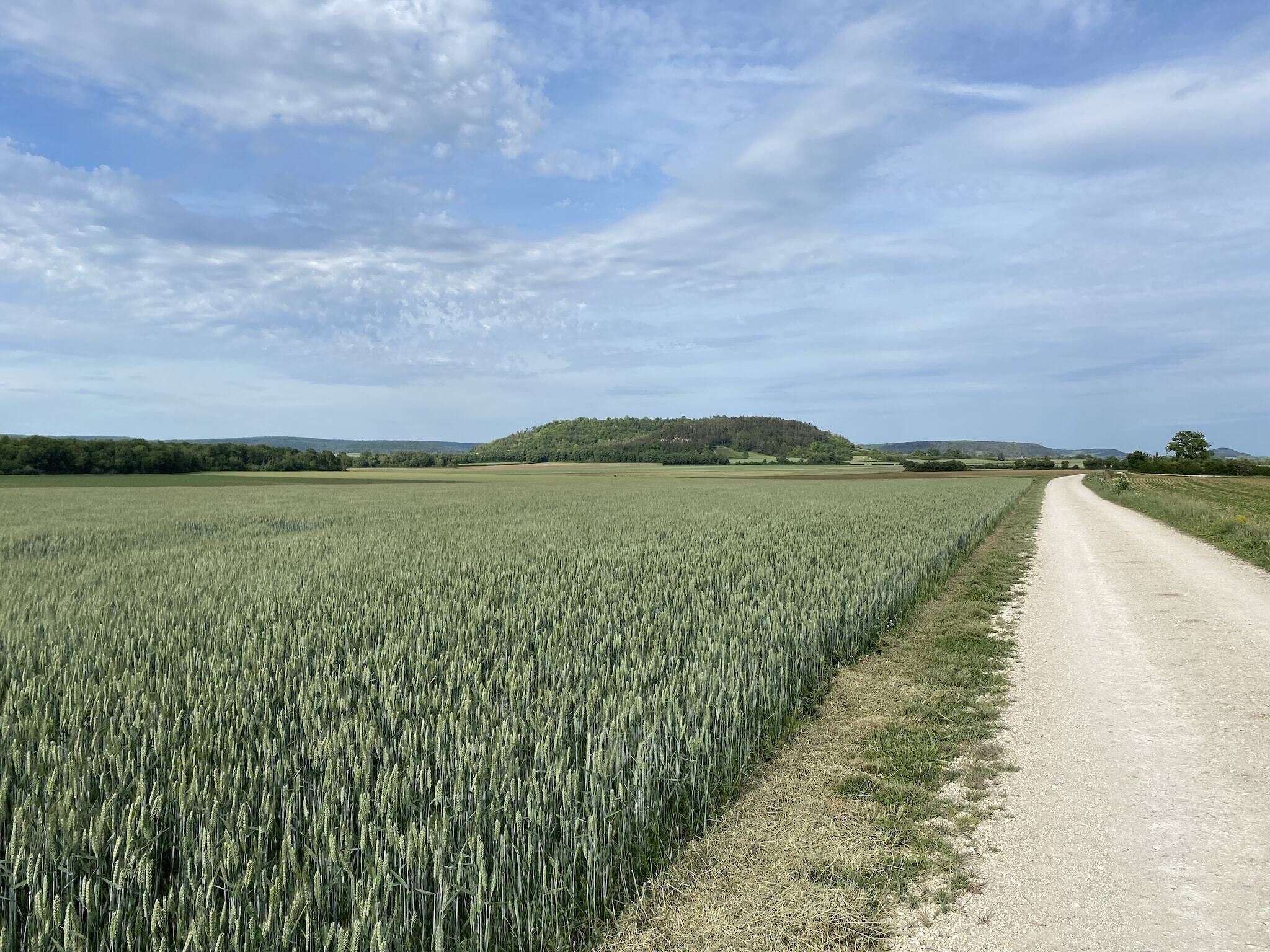 A rural road flanked by fields of wheat, leading towards a hill with trees.