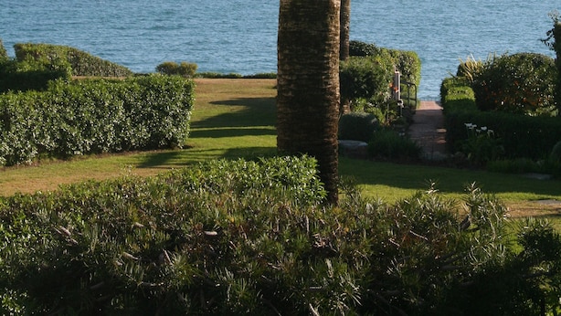 Un palmier dans un jardin aménagé, avec vue sur la mer.