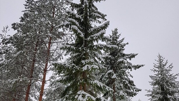 A wooden sign with the text "Welcome to Näset 4" in a forested area covered in snow. - Näset 4 Green Cabin in Småland with boat (Vena)