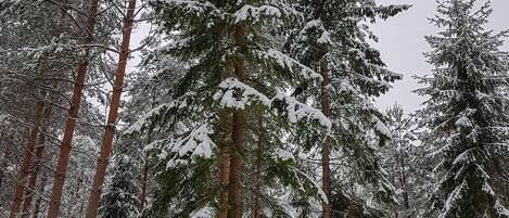 A wooden sign with the text "Welcome to Näset 4" in a forested area covered in snow.