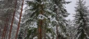 Näset 4 Green Cabin i Småland med båt
