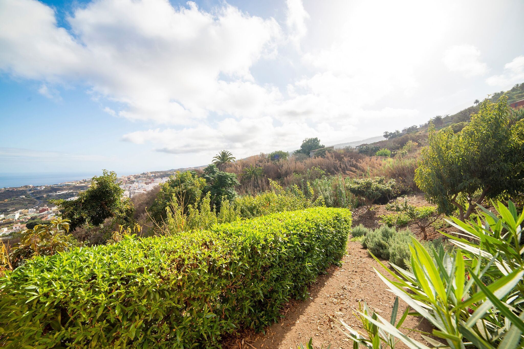 A lush garden with a variety of plants and a dirt path.
