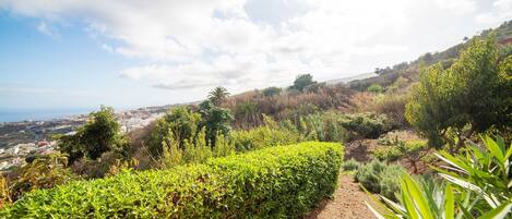 A lush garden with a variety of plants and a dirt path.