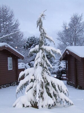 A snow-covered conifer tree in front of a wooden cabin with a visible window and a snow-covered roof. - SNOWDONIA LOG CABIN RETREAT 4 BERTH FAMILY/PET FRIENDLY. STUNNING MOUNTAIN VIEWS (Trawsfynydd)