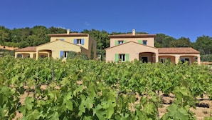 A vineyard with rows of grapevines and a row of buildings with a Mediterranean architectural style.