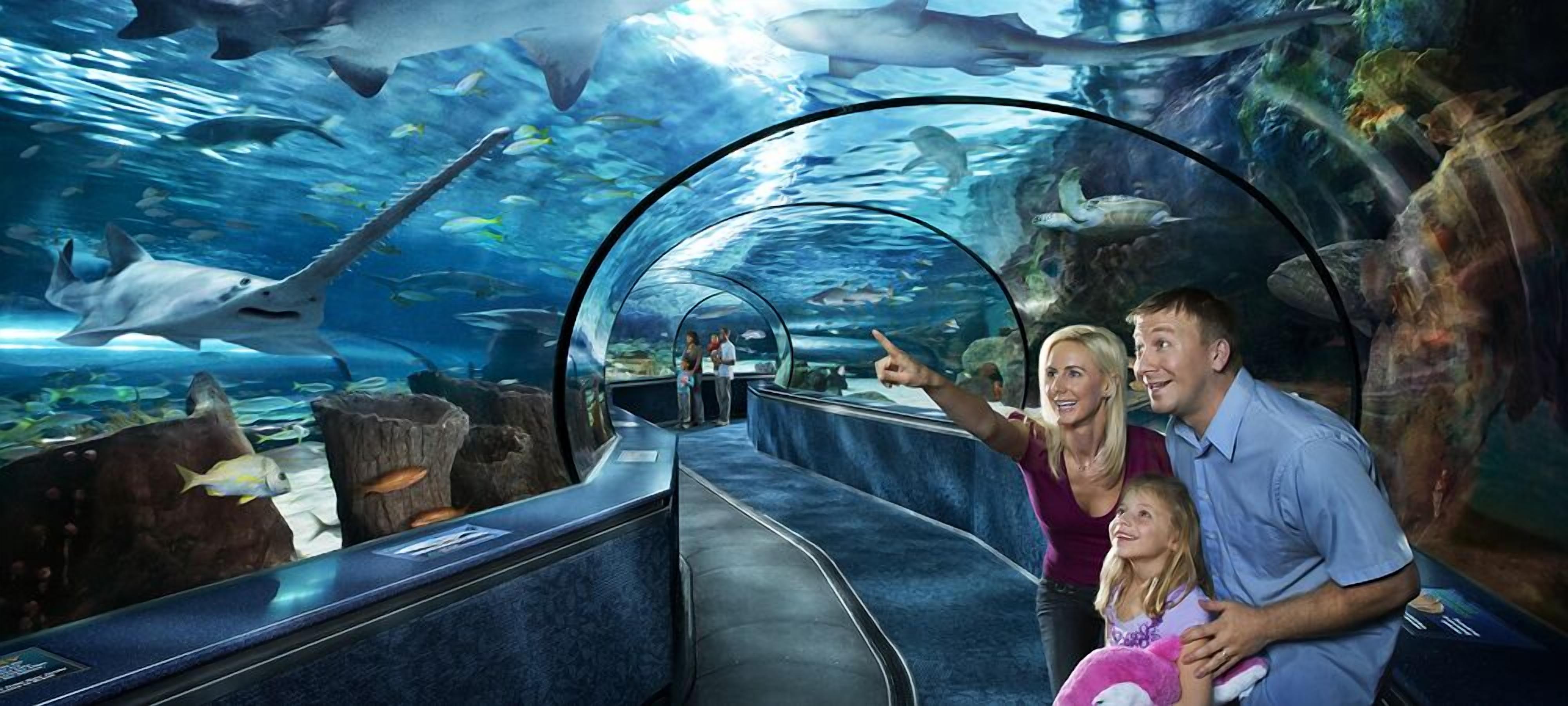 An aquarium with a glass tunnel allowing visitors to view marine life.