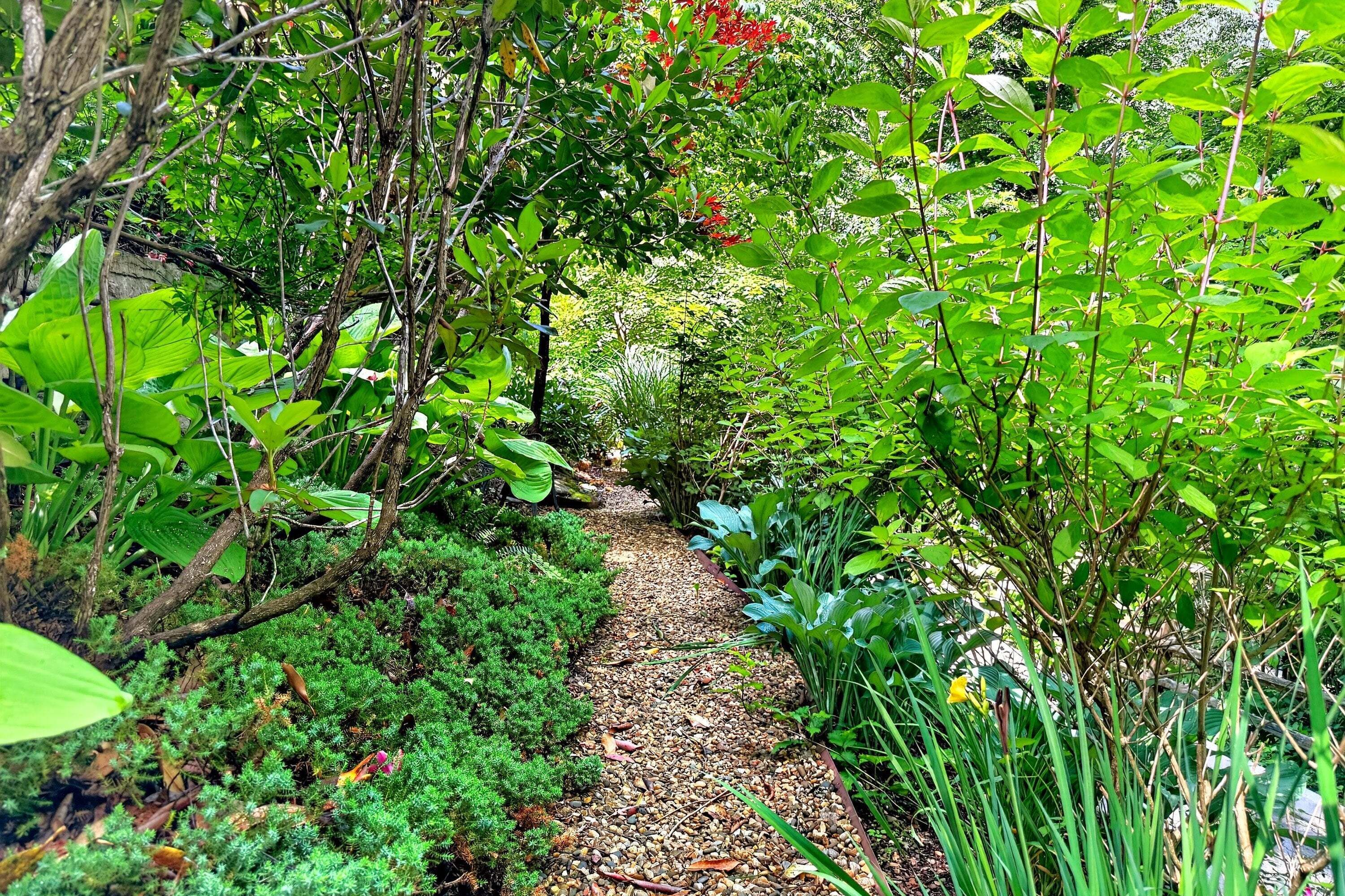 A garden path surrounded by dense foliage and various plants.