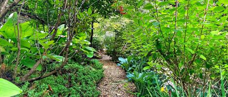 A garden path surrounded by dense foliage and various plants.