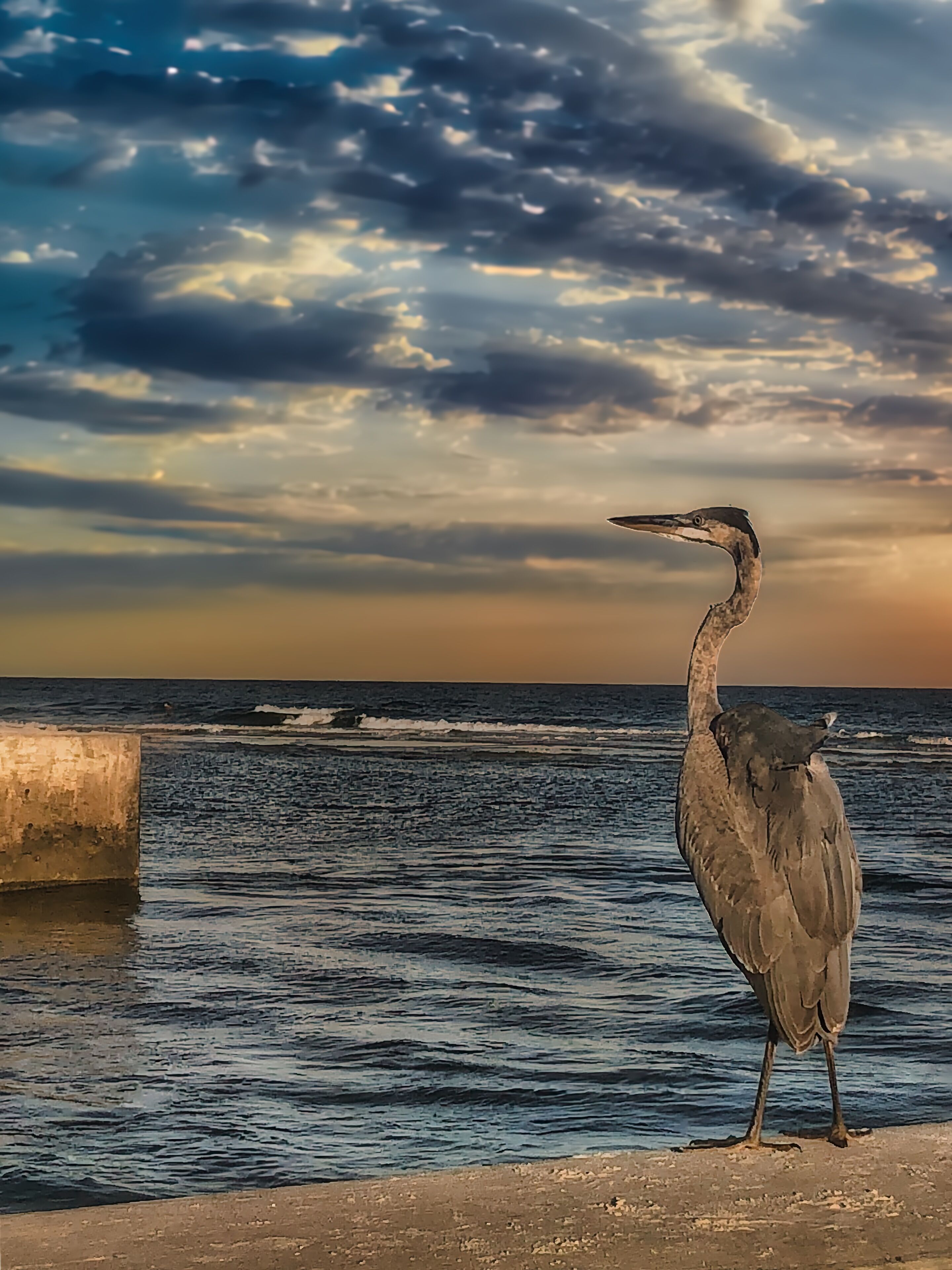 A bird standing by the water's edge.