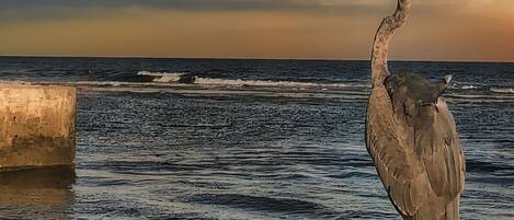 A bird standing by the water's edge.
