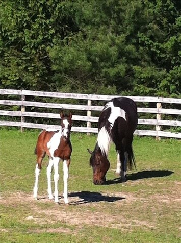 Mother and Baby in pasture for small barn.  