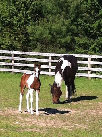 Mother and Baby in pasture for small barn.
