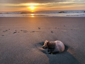 Une plage de sable avec des empreintes et une tortue de mer.