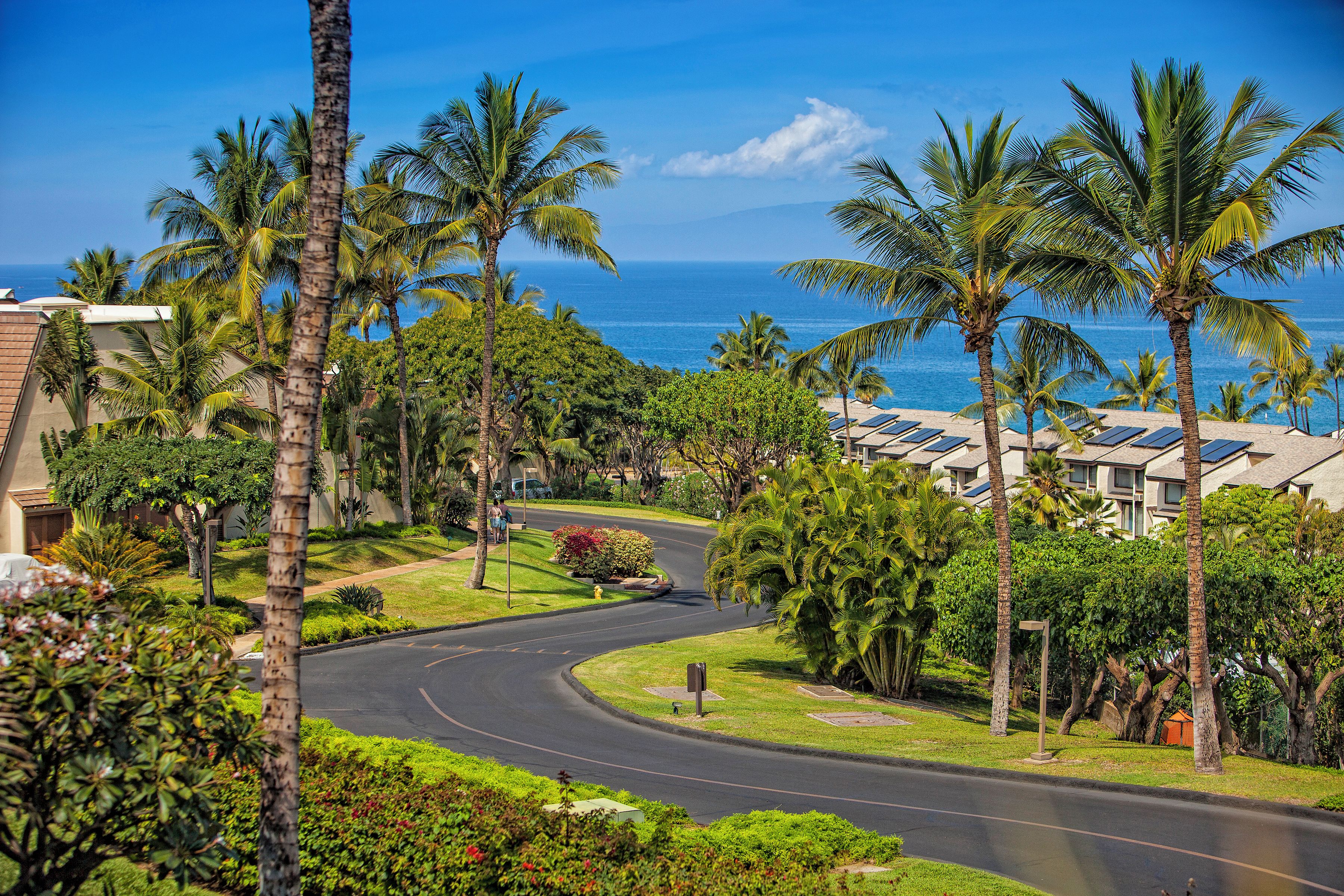 A residential area with a curved road, palm trees, and a view of the ocean.
