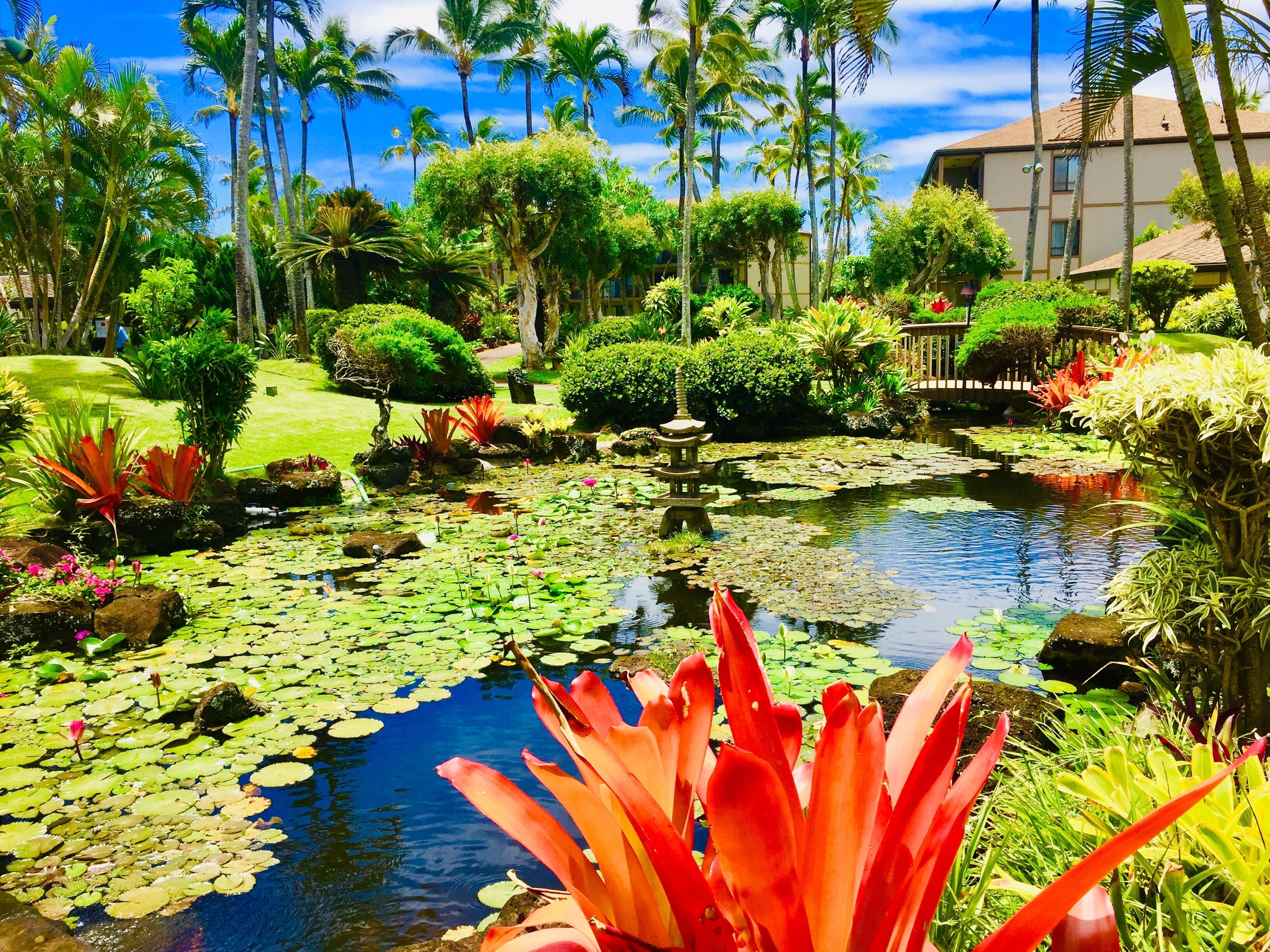 A garden with a pond, palm trees, and a building in the background.
