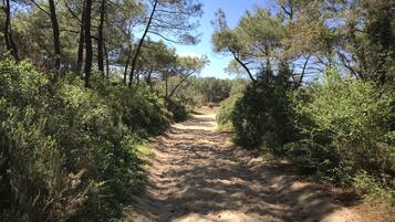 Un sendero de tierra flanqueado por vegetación densa y árboles, que se adentra en una zona boscosa.