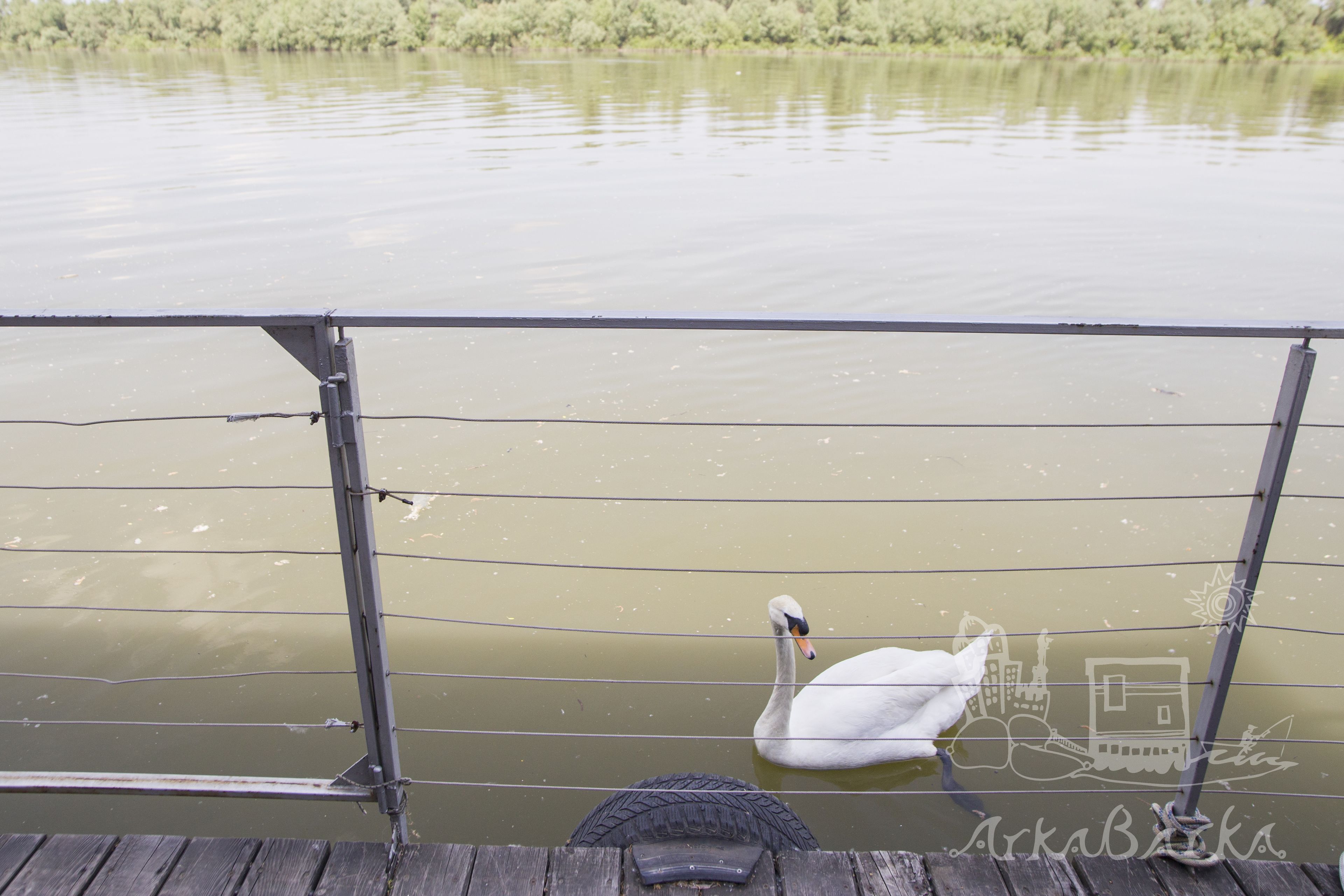 Un cisne nada en aguas tranquilas, visto desde detrás de una barandilla metálica.