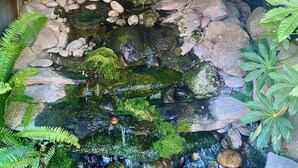 Un pequeño jardín interior con fuente de agua, rocas y diversas plantas.