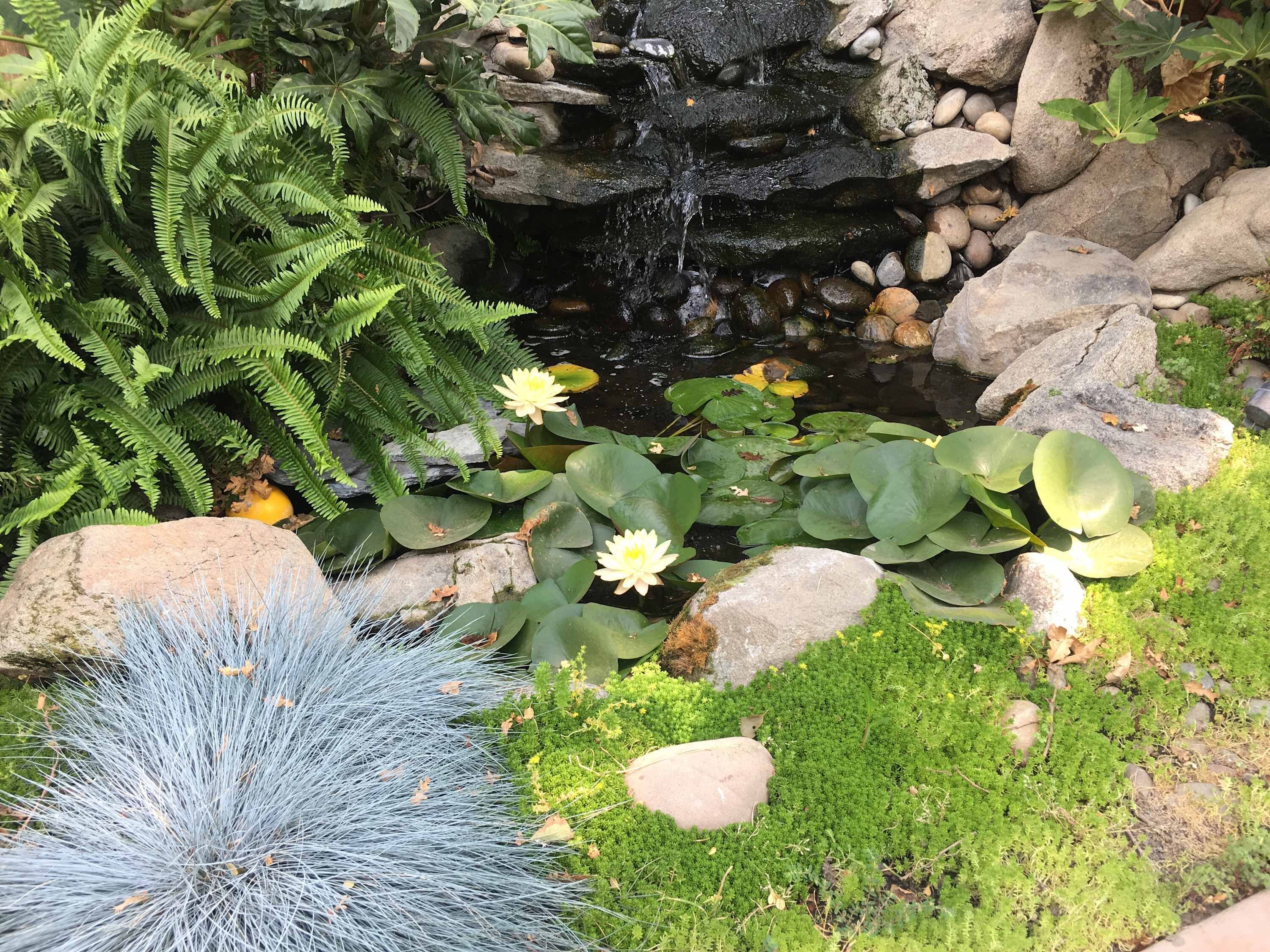 Een tuin met een kleine waterval, waterlelies, varens en een rotsformatie.
