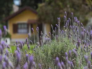 Une maison jaune avec un toit brun et une fenêtre, entourée de plantes de lavande.