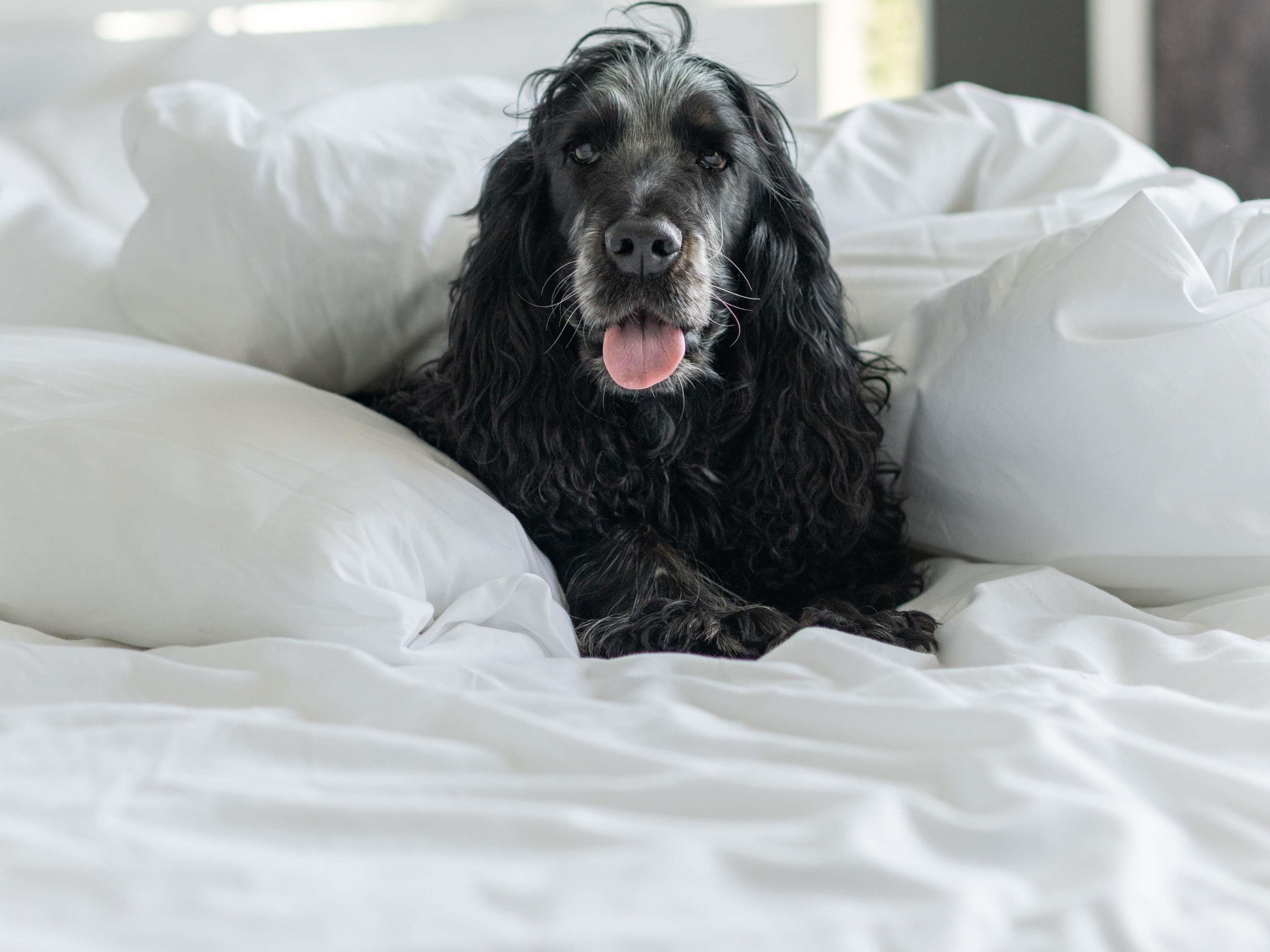 En hund som ligger på en säng med vita sängkläder.