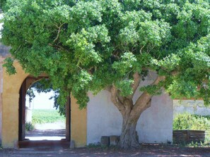 Jardí