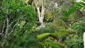 A lush garden with various plants and trees, including a prominent tree with a thick trunk and dense foliage. - Luxurious Jetty House, Coffs Harbour – privacy & tranquility (Coffs Harbour)