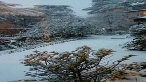 A snow-covered pathway flanked by trees and buildings. - Springfields by Eastlynn Collections - A Heritage Palace Since 1902 (Shimla)