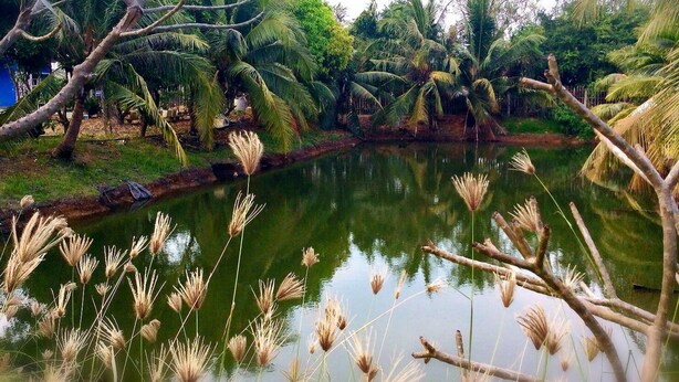 Uno stagno tranquillo circondato da vegetazione lussureggiante e palme.
