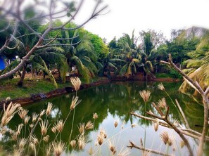 A serene pond surrounded by lush greenery and palm trees. - The Zoosk Resort (Suphan Buri)
