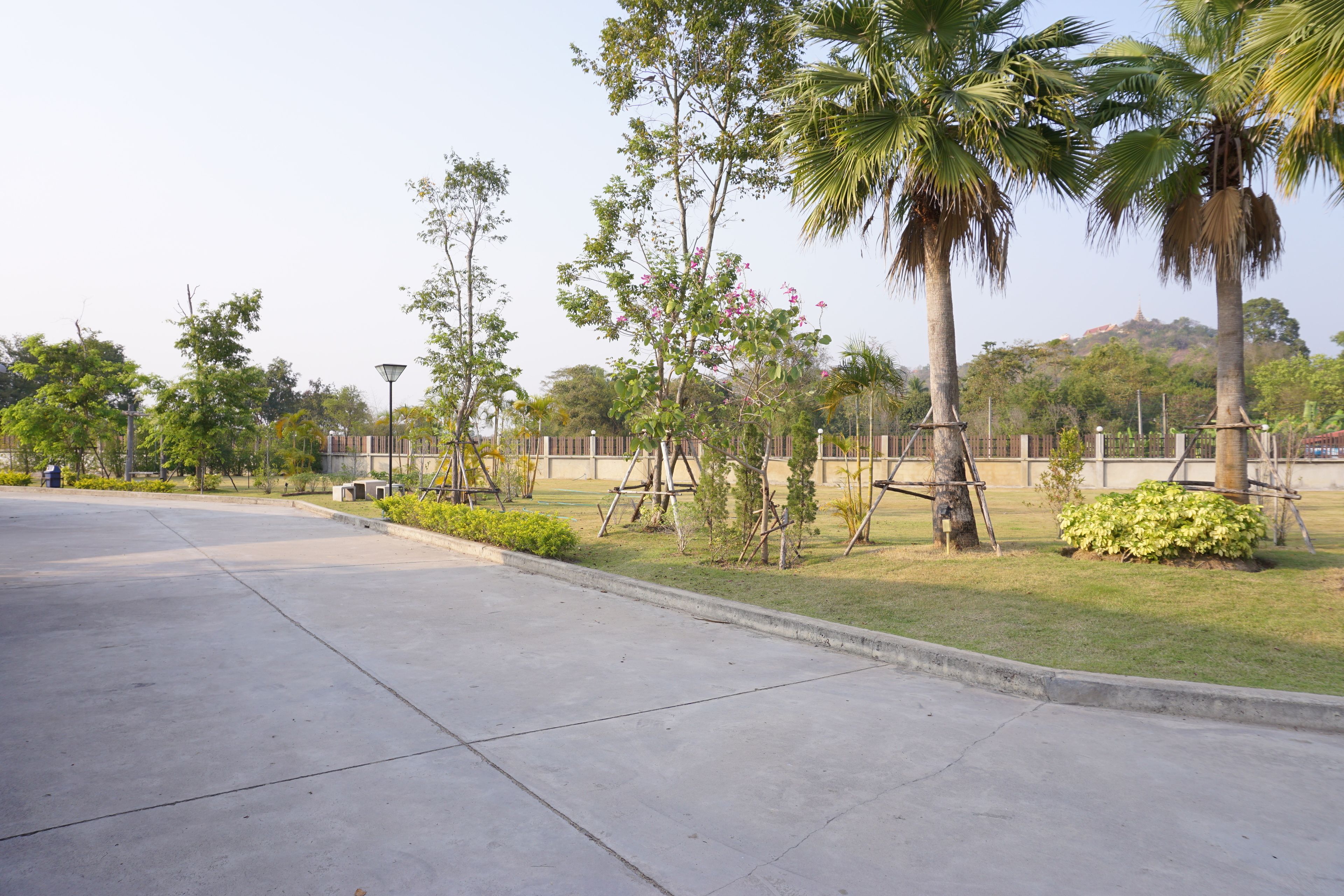 Un sendero pavimentado con palmeras y arbustos.