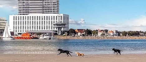 On the beach, water skiing