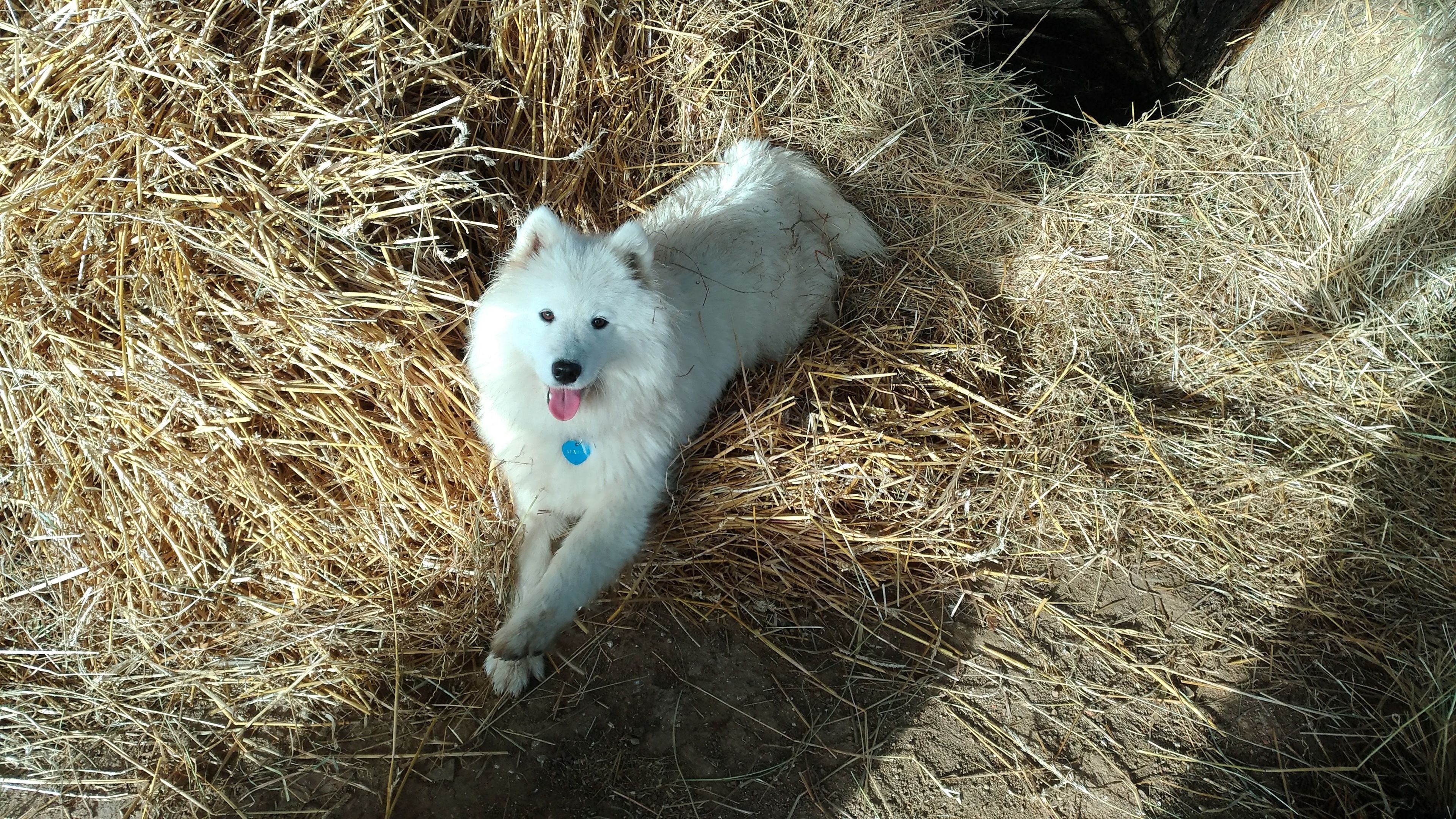 Un chien blanc allongé sur de la paille.