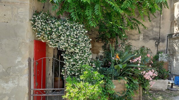 A garden with various plants and a wooden structure. - Charming in the center of the village of Maussane Les Alpilles with patio (Maussane-les-Alpilles)