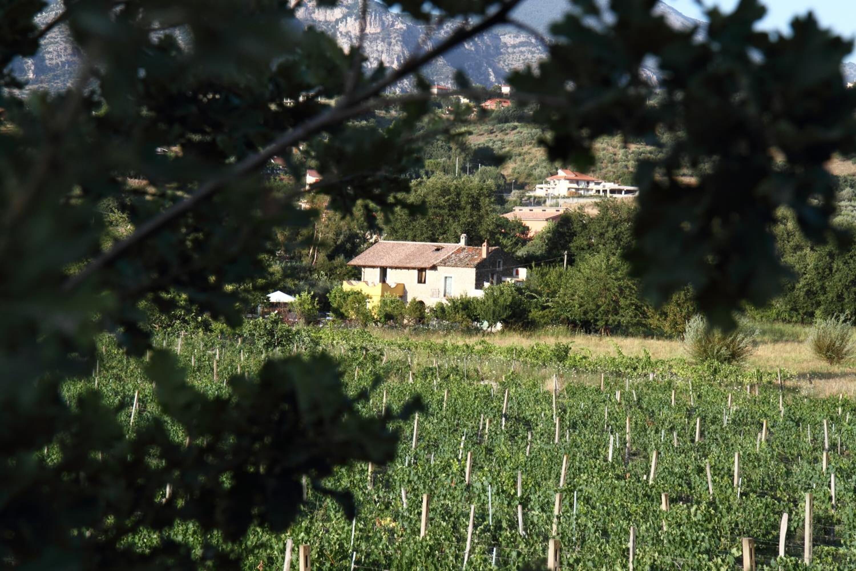 Un vignoble avec des rangées de vignes et un bâtiment en arrière-plan.