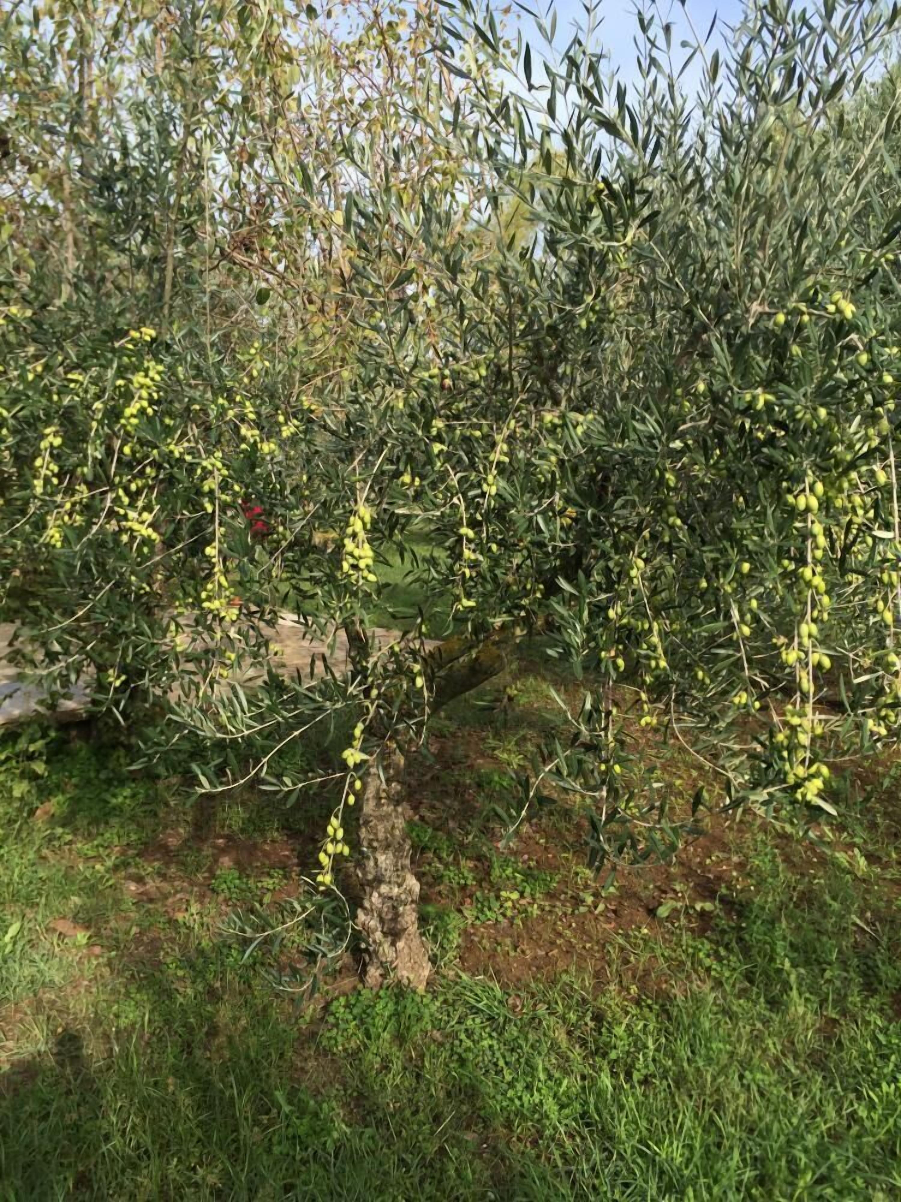 Un árbol con hojas verdes y racimos de aceitunas verdes.