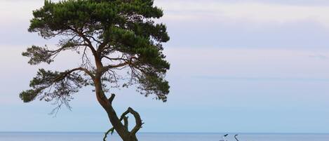 A lone tree with a bent trunk by a calm body of water, a grassy area, and a bicycle.