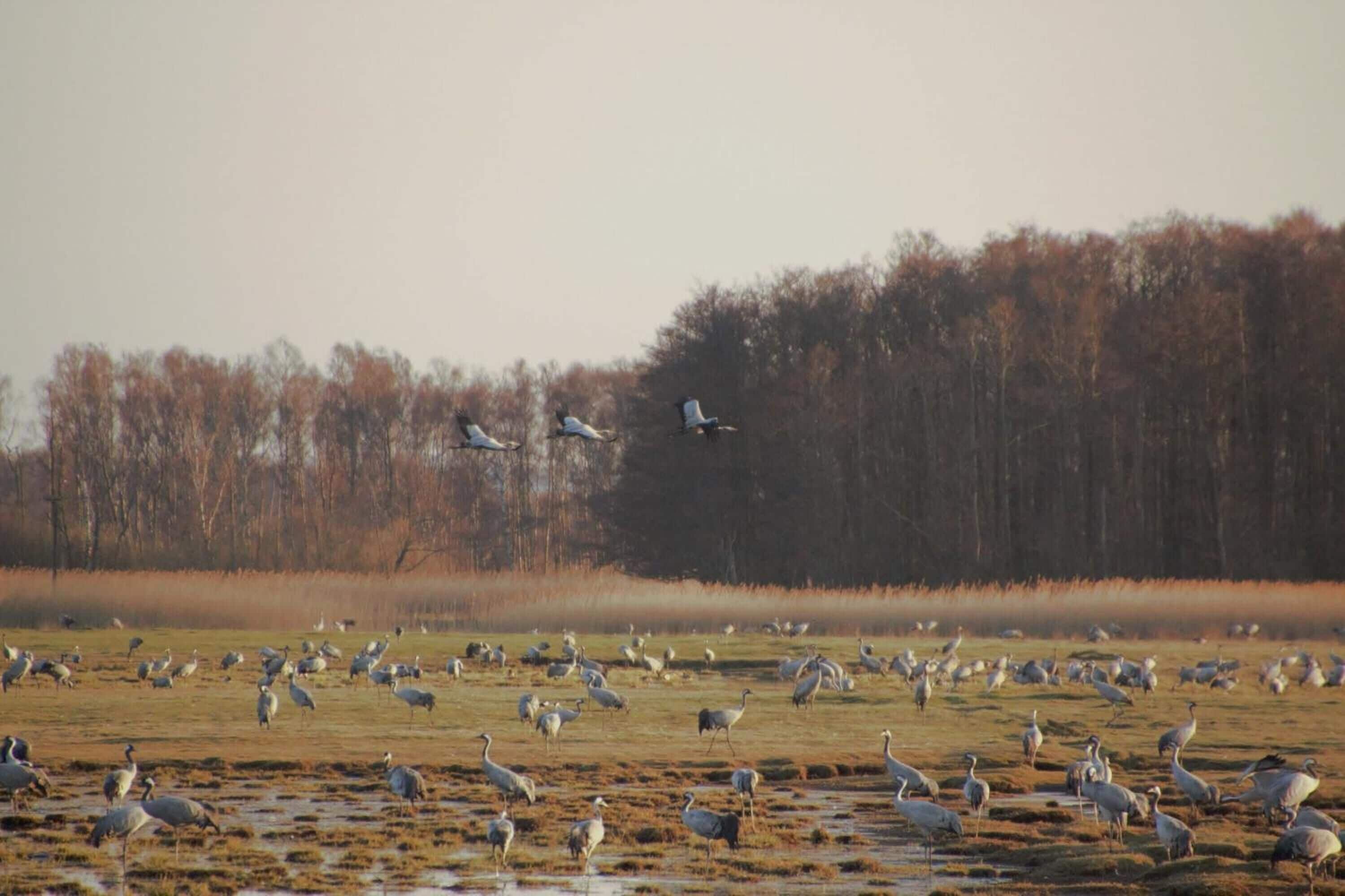 Paisaje natural con un grupo de aves en un humedal.