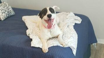 1 soveværelse, strygejern/strygebræt, gratis Wi-Fi, sengetøj