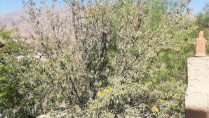 A desert landscape with sparse vegetation and a clear blue sky. - Gite Auberge Tigmmi N Tamazirte (Ijjoukak)