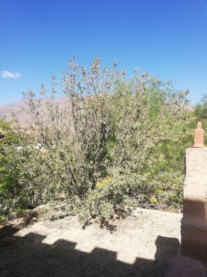 Dört Kişilik Oda | Bahçe manzarası