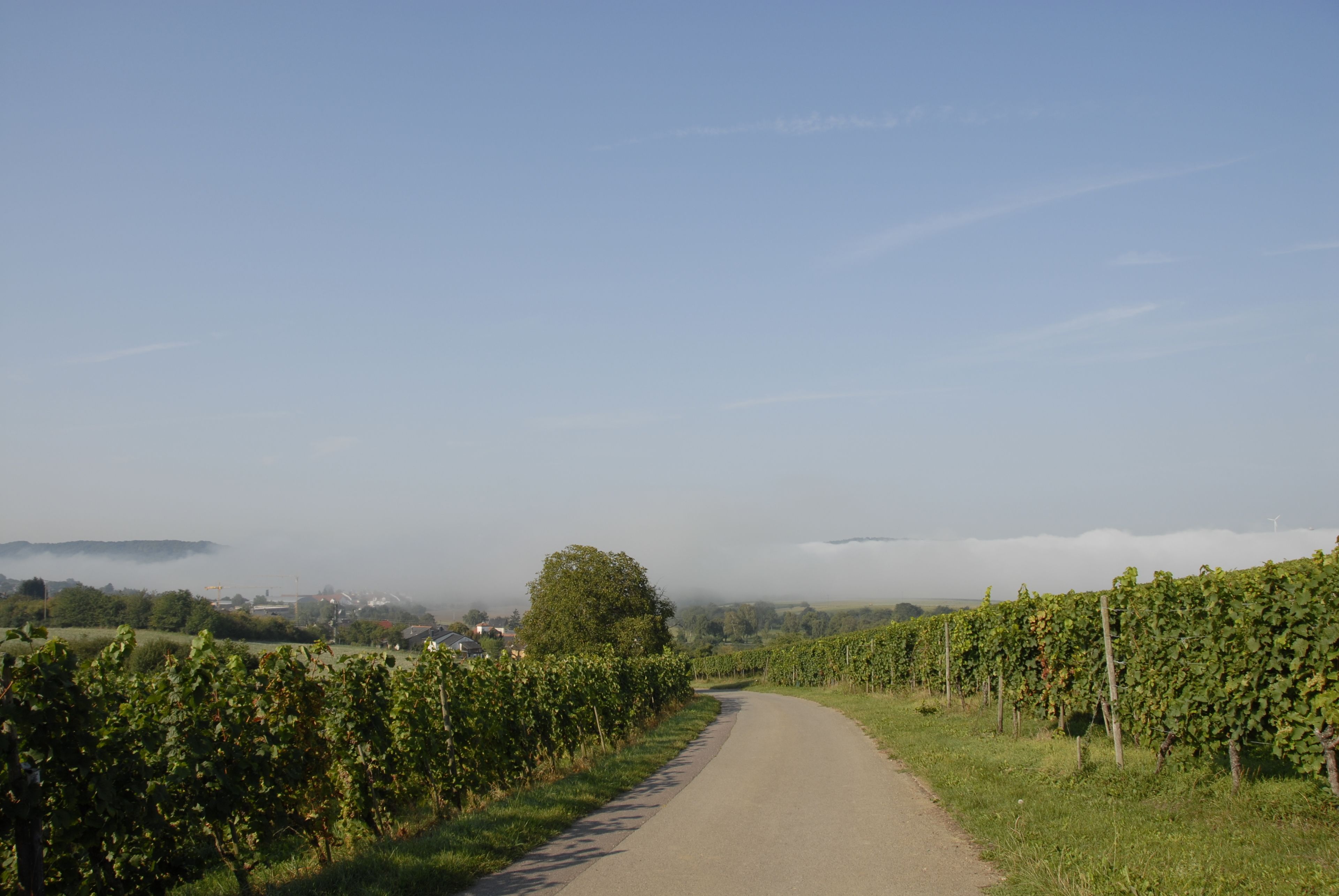 A rural road flanked by vineyards under a clear sky.