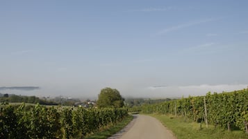 A rural road flanked by vineyards under a clear sky.