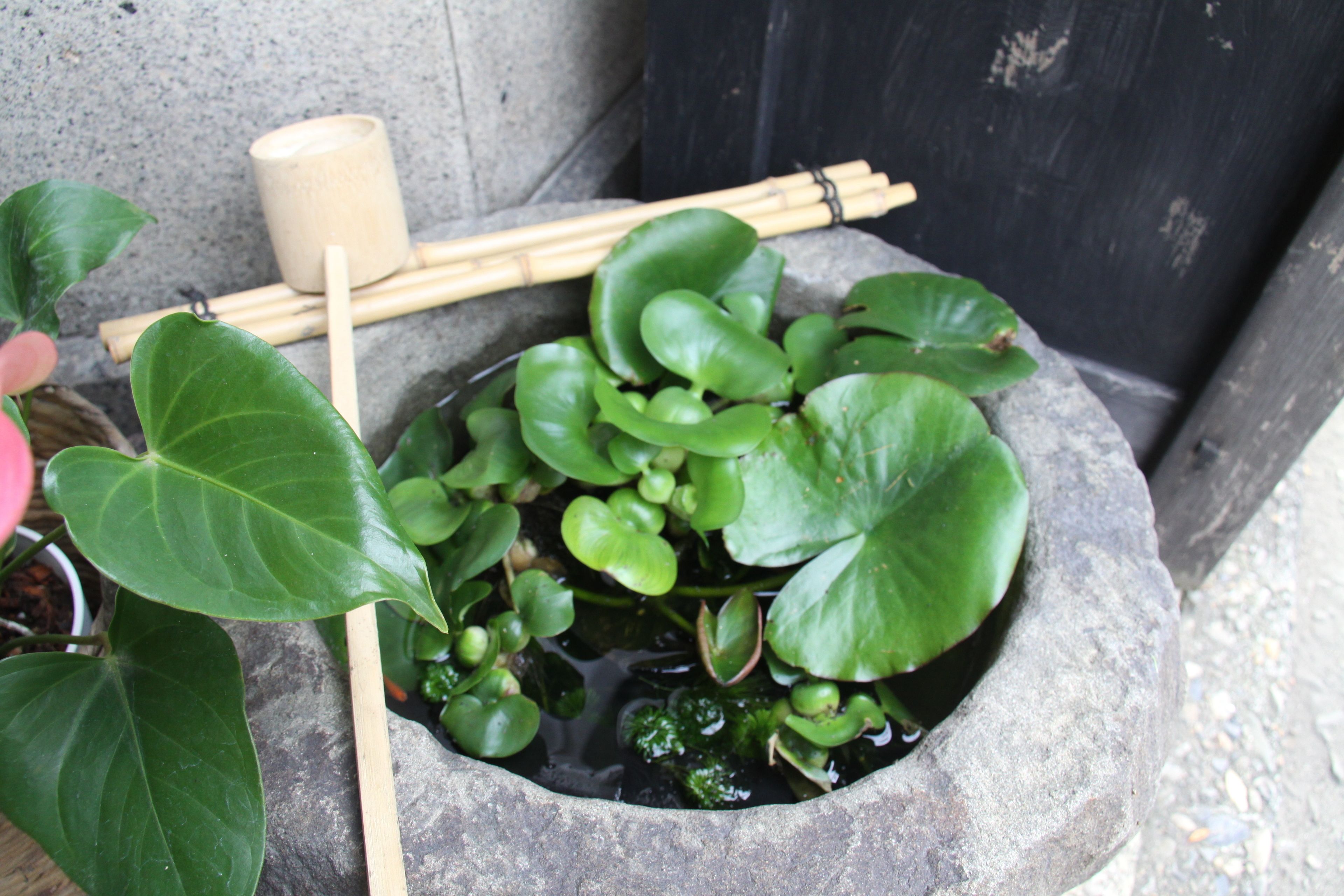 Photo - Gallery Nozawa Inn