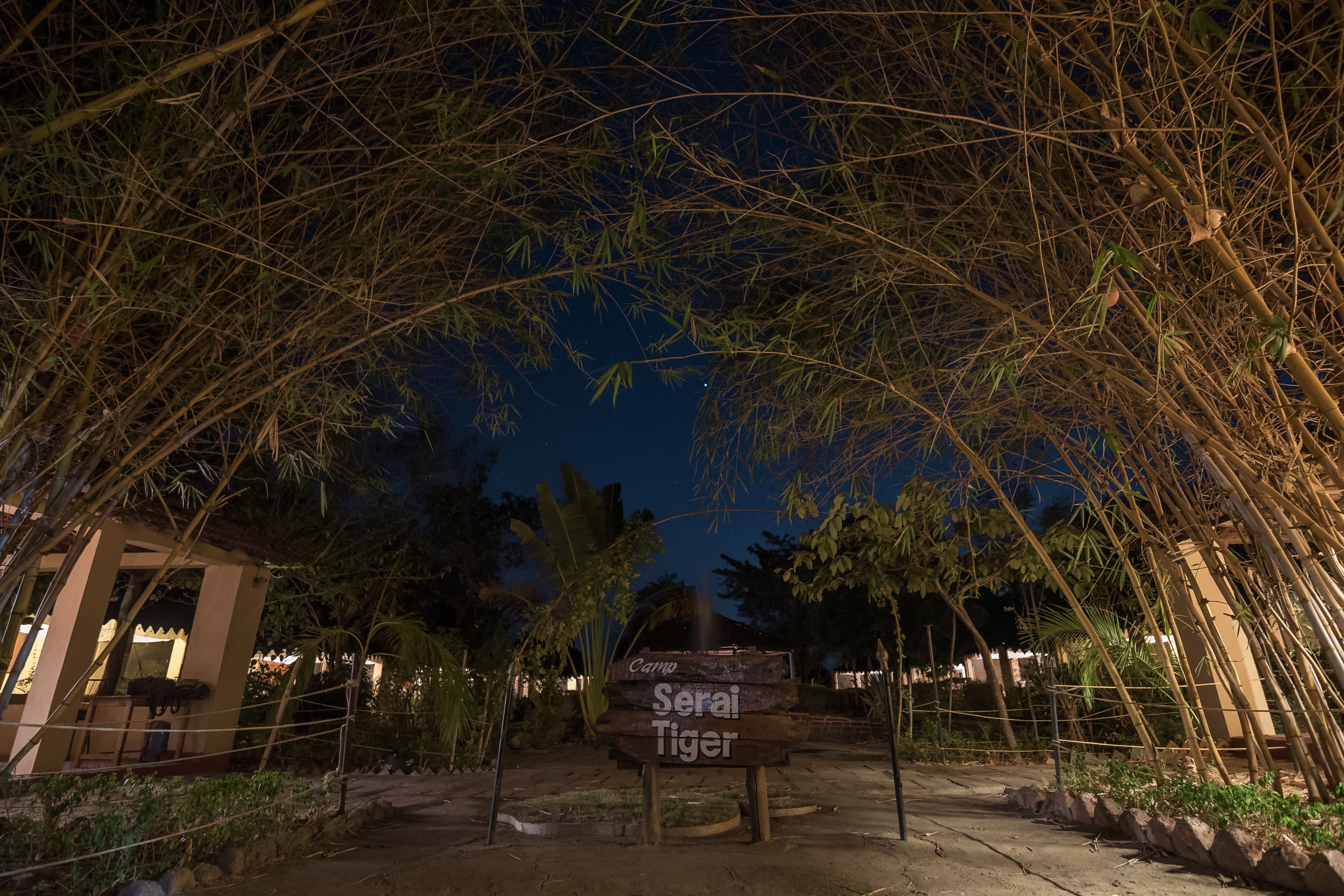 A signpost with the text "Carp Serai Tiger" in a nighttime setting, surrounded by bamboo and other vegetation.