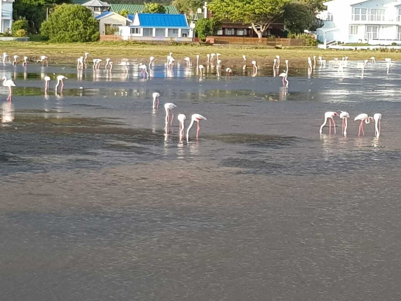 A body of water with several white birds standing in it.