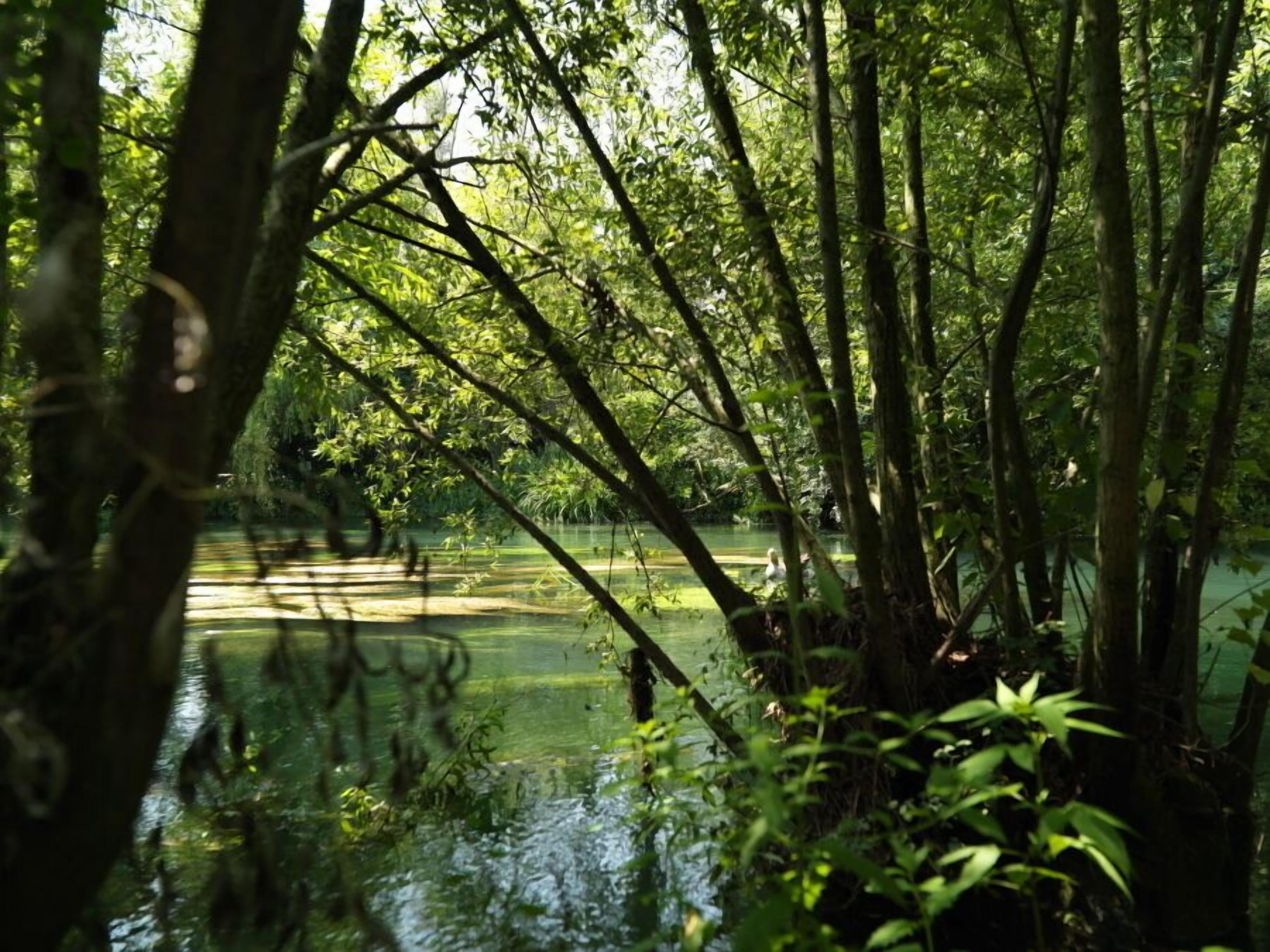 A serene forested area with a calm water body, surrounded by dense greenery and trees.
