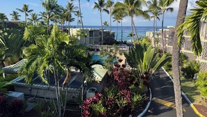 Unclassified image, 2 of 39, button - Alii Villas #308 Ocean/Pool Views From Lanai, Well Equipped, Excellent Split A/C (Kailua Kona)