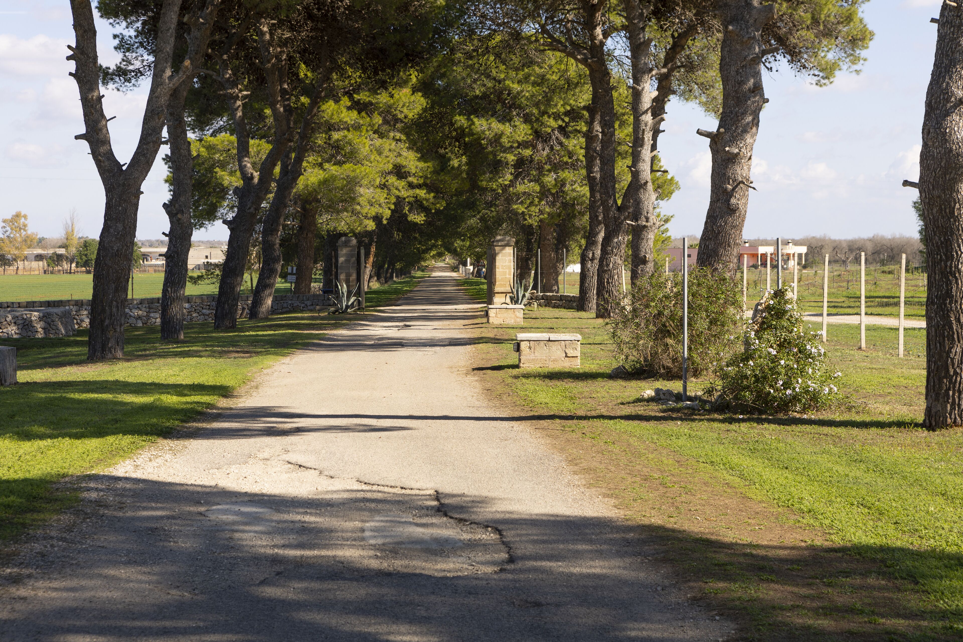 A paved pathway flanked by trees and stone walls, leading to a distant building.