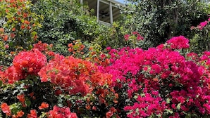 Un jardín con vibrantes flores de buganvilla frente a un edificio de fachada blanca y un balcón.